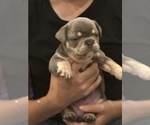 Puppy Dobby French Bulldog