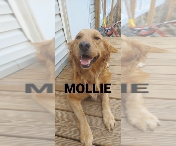 Medium Photo #24 Golden Retriever Puppy For Sale in BLACKBURN, NC, USA