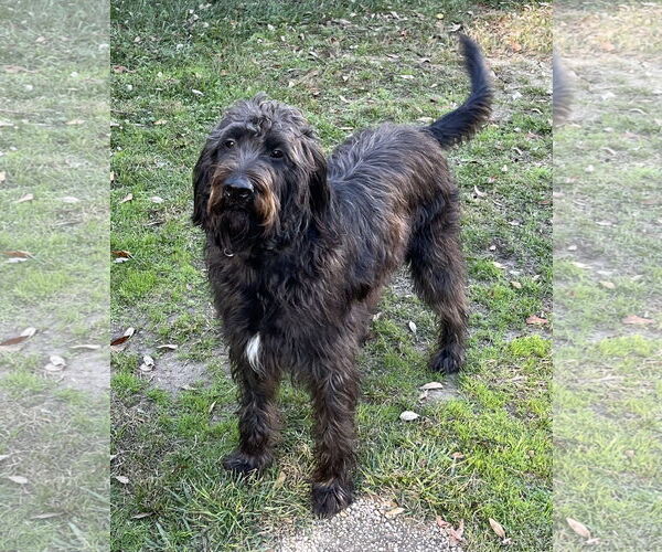 Medium Photo #2 Labrador Retriever Puppy For Sale in Mobile, AL, USA