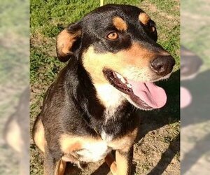 Doberman Pinscher-Unknown Mix Dogs for adoption in Frankston, TX, USA