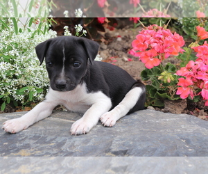 Boston Terrier-Unknown Mix Puppy for sale in SHILOH, OH, USA