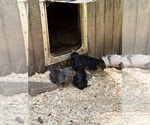 Small #4 Dachshund