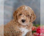 Small #4 Poodle (Miniature)