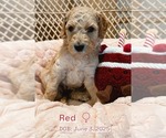Puppy Red Goldendoodle