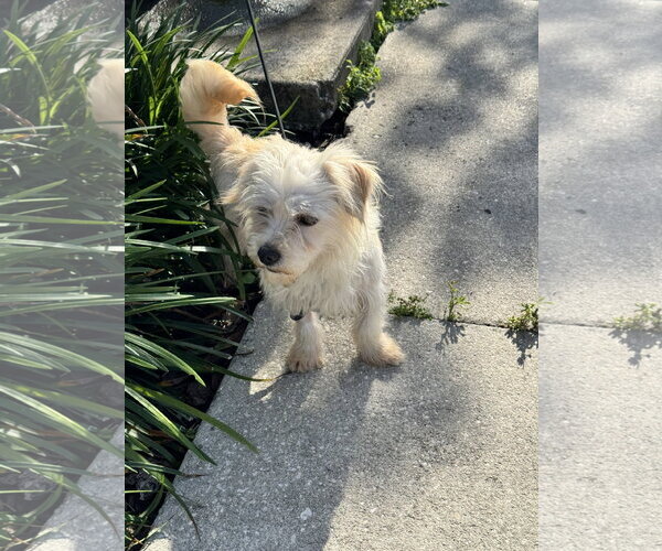 Medium Photo #3 Shih-Poo Puppy For Sale in Sanford, FL, USA
