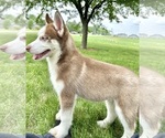 Small #1 Siberian Husky