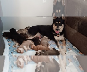 Alaskan Husky-German Shepherd Dog Mix Puppy for sale in NIAGARA FALLS, NY, USA