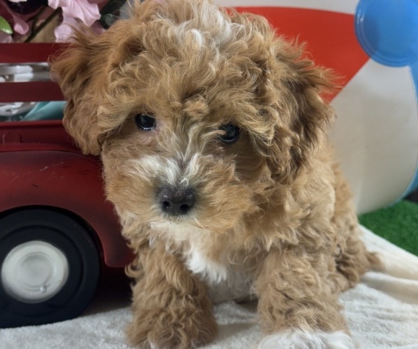 Medium Photo #2 Poodle (Toy) Puppy For Sale in CANOGA, NY, USA