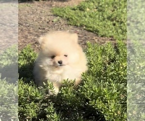 Medium Pomeranian