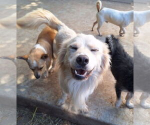 Spaniel-Unknown Mix Dogs for adoption in Chico, CA, USA