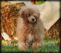 Small Photo #62 Poodle (Miniature) Puppy For Sale in COPPOCK, IA, USA