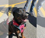 Small #8 Rottweiler Mix