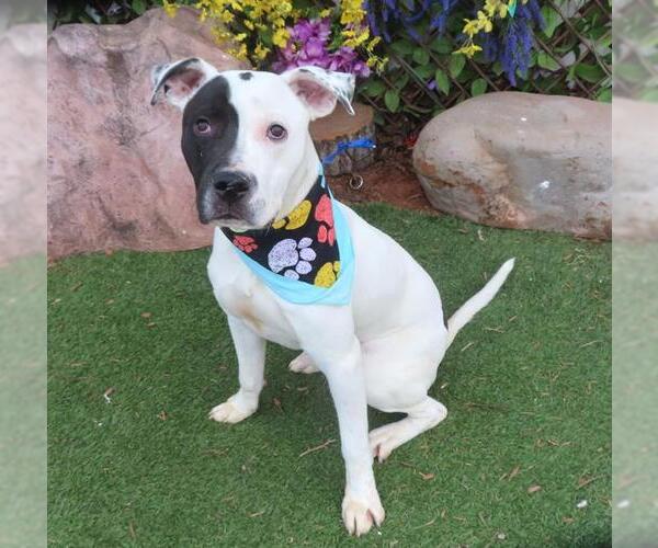 Medium Photo #1 American Pit Bull Terrier-Unknown Mix Puppy For Sale in Oklahoma City, OK, USA