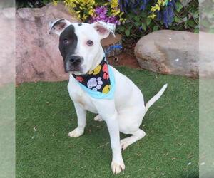American Pit Bull Terrier-Unknown Mix Dogs for adoption in Oklahoma City, OK, USA