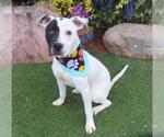DOMINO - Male American Pit Bull Terrier-Unknown Mix Dog for Adoption - Small photo