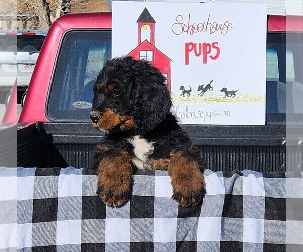 Medium Photo #12 Bernedoodle Puppy For Sale in GRANTSVILLE, UT, USA
