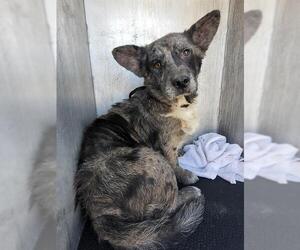 Mutt Dogs for adoption in San Antonio, TX, USA