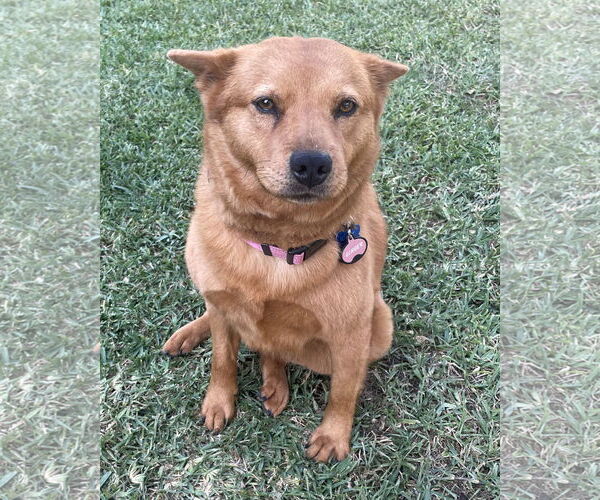 Medium Photo #2 Shiba Inu-Siberian Husky Mix Puppy For Sale in Corona, CA, USA