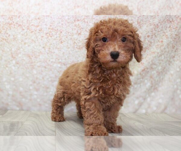 Medium Photo #1 Poodle (Miniature) Puppy For Sale in MARIETTA, GA, USA