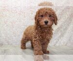 Small Photo #1 Poodle (Miniature) Puppy For Sale in MARIETTA, GA, USA