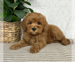 Small #2 Cavapoo