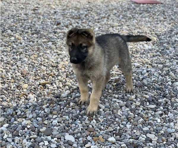 Medium Photo #4 German Shepherd Dog Puppy For Sale in WEST LIBERTY, KY, USA