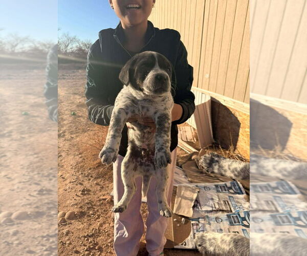 Medium Photo #3 Boxer-Unknown Mix Puppy For Sale in Salt Lake City, UT, USA