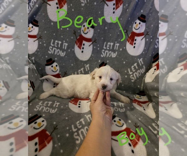 Medium Photo #28 Chizer Puppy For Sale in MONTEZUMA, GA, USA