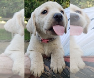 Labrador Retriever Puppy for sale in OLYMPIA, WA, USA