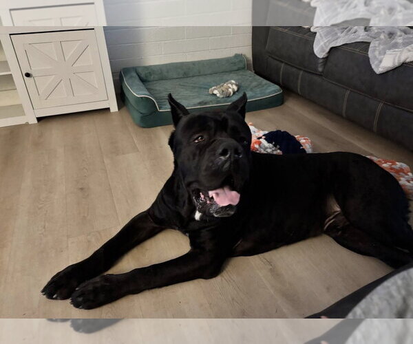 Medium Photo #4 Mutt Puppy For Sale in Goodyear, AZ, USA