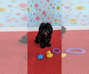 Rocky Ray - Male Shih Tzu Dog for Adoption - Photo #4