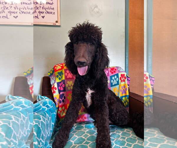 Medium Photo #7 Poodle (Standard)-Unknown Mix Puppy For Sale in Pacolet, SC, USA