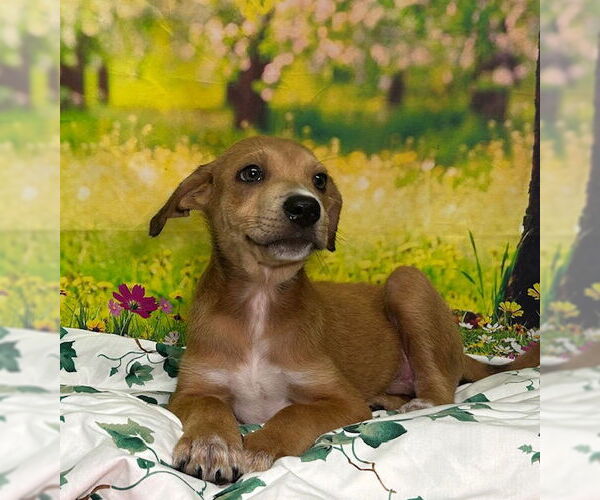 Medium Photo #2 Labrador Retriever-Unknown Mix Puppy For Sale in Wetumpka, AL, USA