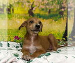 Small #1 Labrador Retriever Mix
