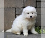 Small Photo #2 Samoyed Puppy For Sale in LEOLA, PA, USA