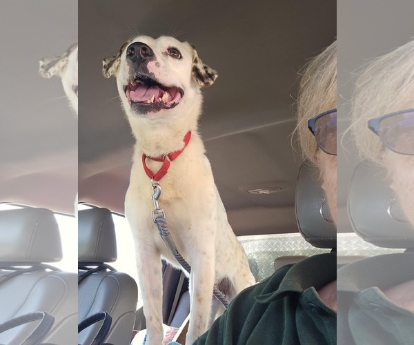 Medium Photo #21 English Setter-Labrador Retriever Mix Puppy For Sale in Rustburg, VA, USA