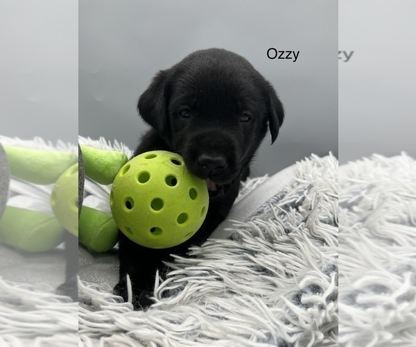 Medium Photo #4 Labrador Retriever Puppy For Sale in FREDERICKSBG, OH, USA