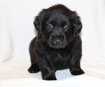 Small Photo #2 Golden Newfie Puppy For Sale in HOLLYWOOD, MD, USA