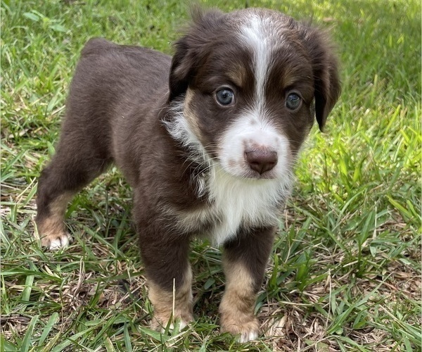Medium Photo #3 Miniature Australian Shepherd Puppy For Sale in APOPKA, FL, USA
