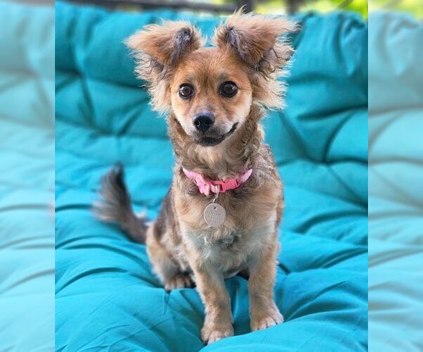 Medium Photo #5 Dameranian Puppy For Sale in Tustin, CA, USA