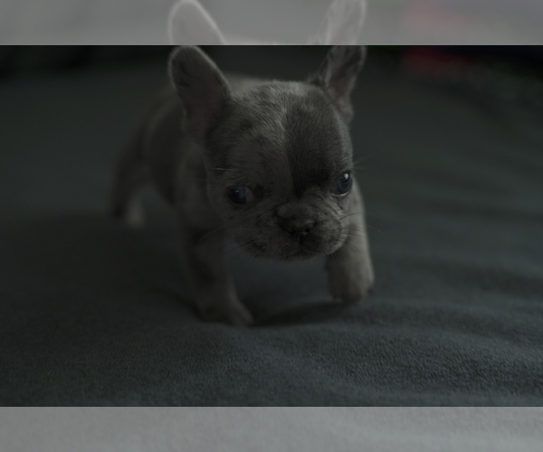 Medium Photo #6 French Bulldog Puppy For Sale in SAN DIEGO, CA, USA