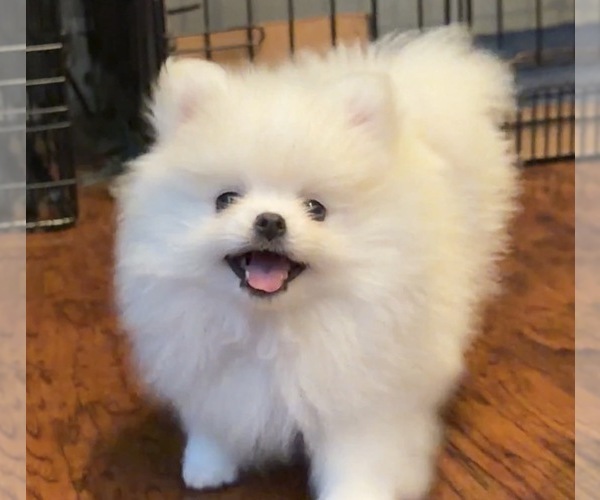 Medium Photo #4 Pomeranian Puppy For Sale in KENNESAW, GA, USA