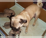 Small Photo #2 Pug Puppy For Sale in NEW CASTLE, IN, USA