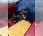 Small #8 Mutt