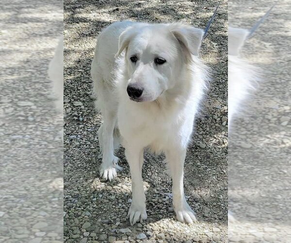 Medium Photo #5 Great Pyrenees Puppy For Sale in Spring, TX, USA