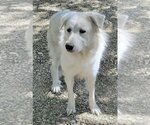 Small #4 Great Pyrenees