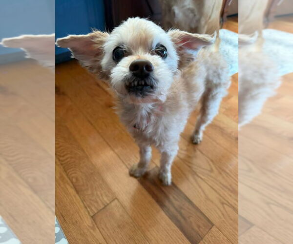 Medium Photo #2 Poodle (Toy) Puppy For Sale in Alexandria, KY, USA