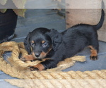 Small Photo #7 Dachshund Puppy For Sale in GREENWOOD, WI, USA
