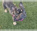 Small Photo #1 French Bulldog Puppy For Sale in Lake elsinore, CA, USA