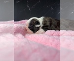 Small Photo #87 Boston Terrier Puppy For Sale in TULARE, CA, USA